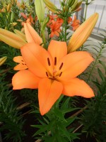 [4062 Amiga No02.JPG]